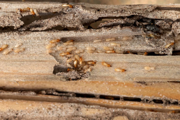 Best Mosquito Control Services  in Sterling Heights, MI